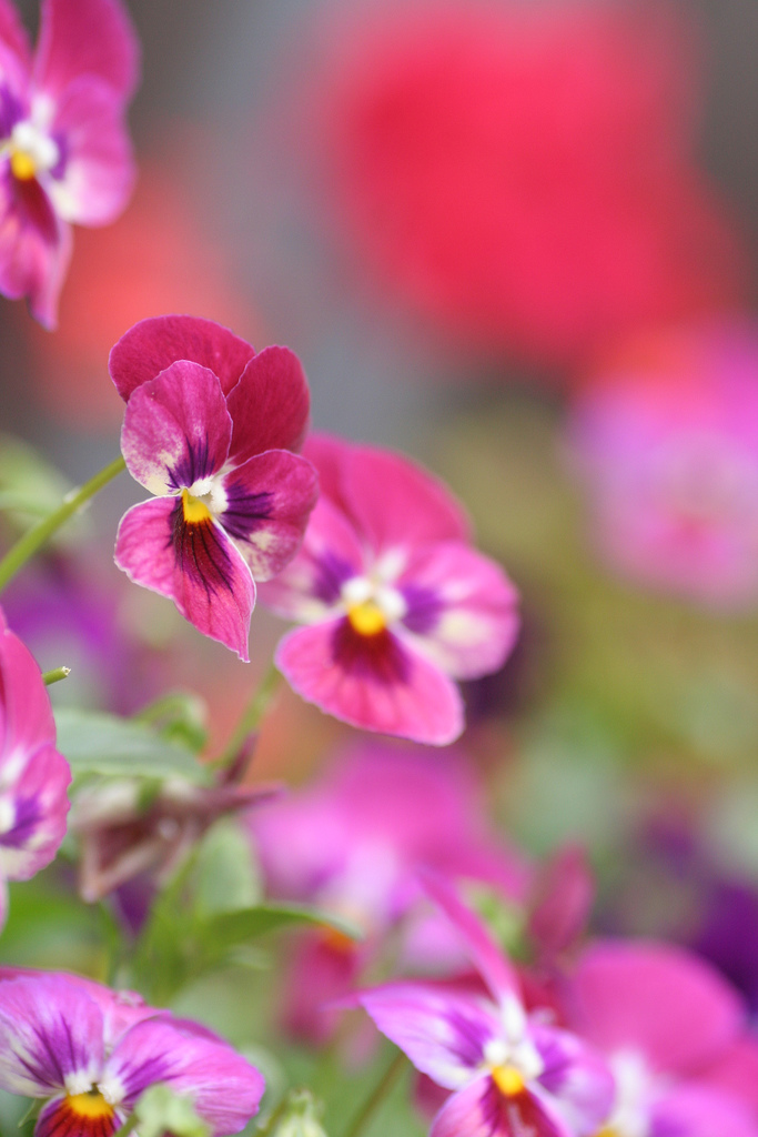 معرفی و راهنمای پرورش گیاهان زینتی - گل بنفشه